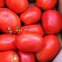 Томат ЯКИ F1| YAQUI F1 Seminis, Фасовка - 1000 семян