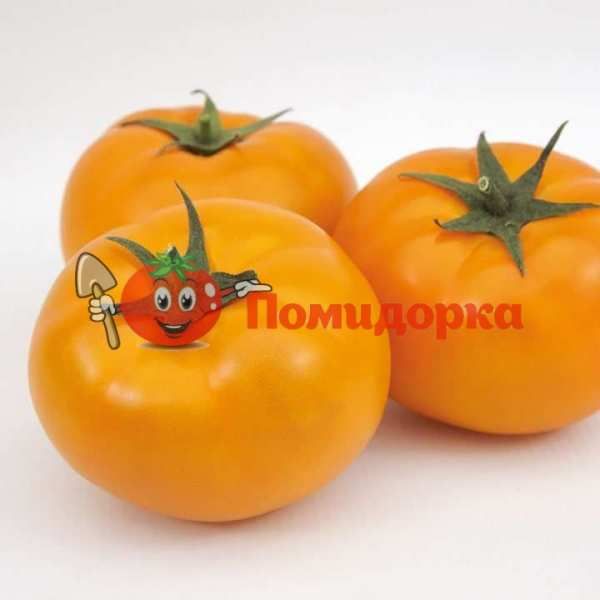 Томат ЯМАМОТО F1 | AYMAMOTO F1 Kitano, Фасовка - 1000 семян