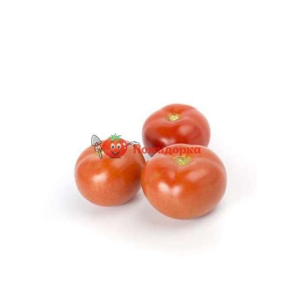 Томат ЗУЛЬФИЯ F1 | ZULFIA F1 Rijk Zwaan, Фасовка - 100 семян
