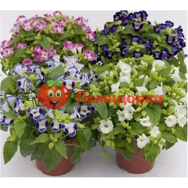 Торения ДЮШЕС (Професиональное семено), Фасовка - 100 семян