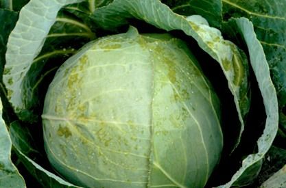 Капуста білоголова середньостигла Тореодор F1, 2500 шт. насіння, 80-85 днів (Syngenta)