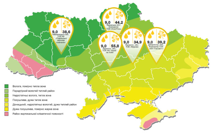 Насіння озимого ріпаку Торес (TORES)