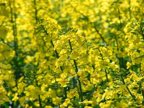 Насіння озимого ріпаку ТУРЕ  Насіння озимого ріпаку ТУРЕ
