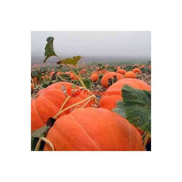 Тыква РУЖ ВИФ ДЕ ТАМП |RUJ VIF DE TAMP Сlause, Фасовка - 100 грамм