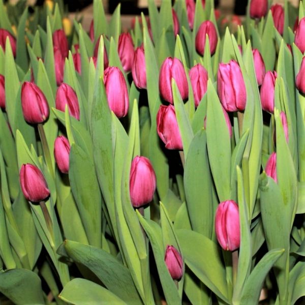 Тюльпан Alma Pavlovic | Алма Павлович P.Aker