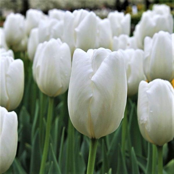 Тюльпан Hakuun | Хакун P.Aker