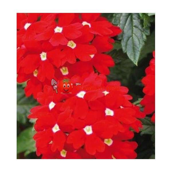 Вербена Obsession Coral with eye F1 Sungenta 1000 шт