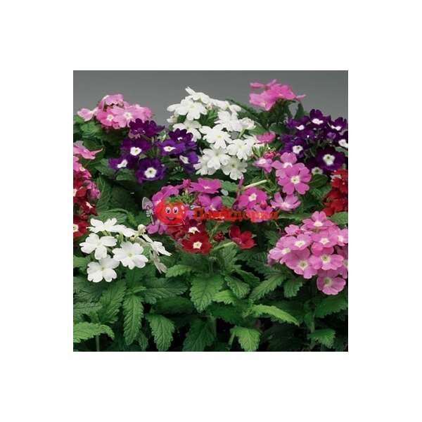 Вербена Obsession Eyed Mix F1 Sungenta 1000 шт