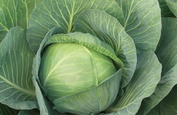 Капуста білоголова пізньостигла Зенон F1, 2500 шт. насіння, 130-135 днів (Syngenta)